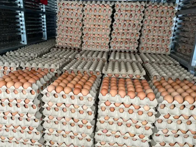 Trứng Gà 20kg/ Cây; 60gr - 62gr/ Trứng